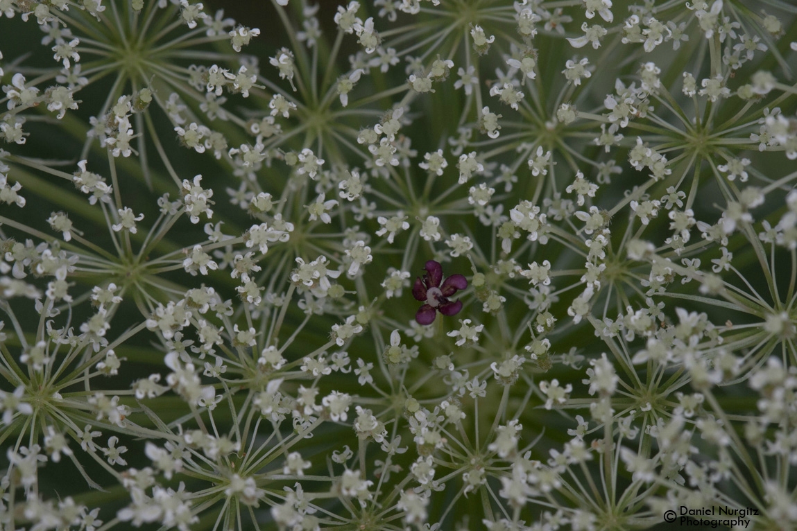 The dark , purple spot in the center of Queen Anne's Lace