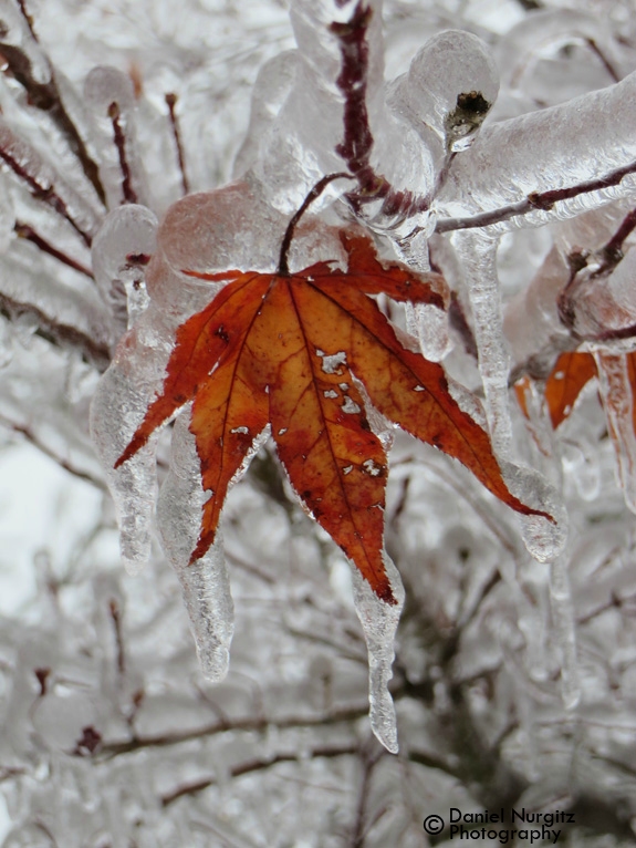 Maple leaf encased in ice--Ice Storm of 2013, Toronto
