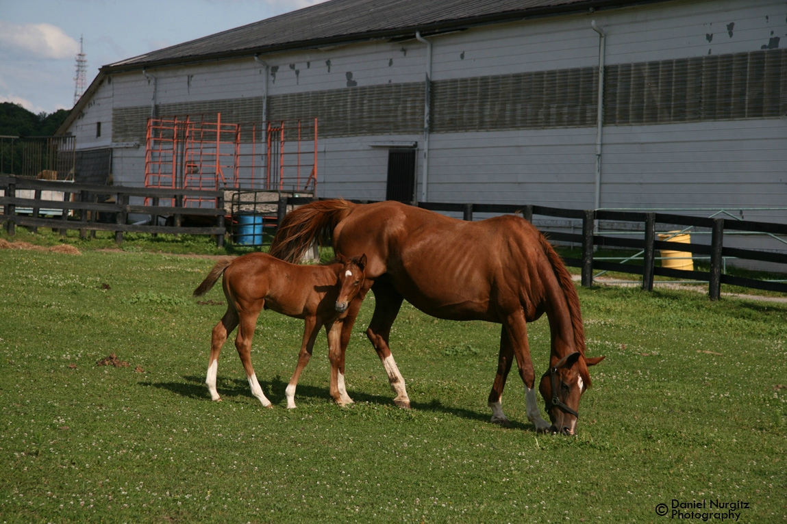 Foal and Mare
