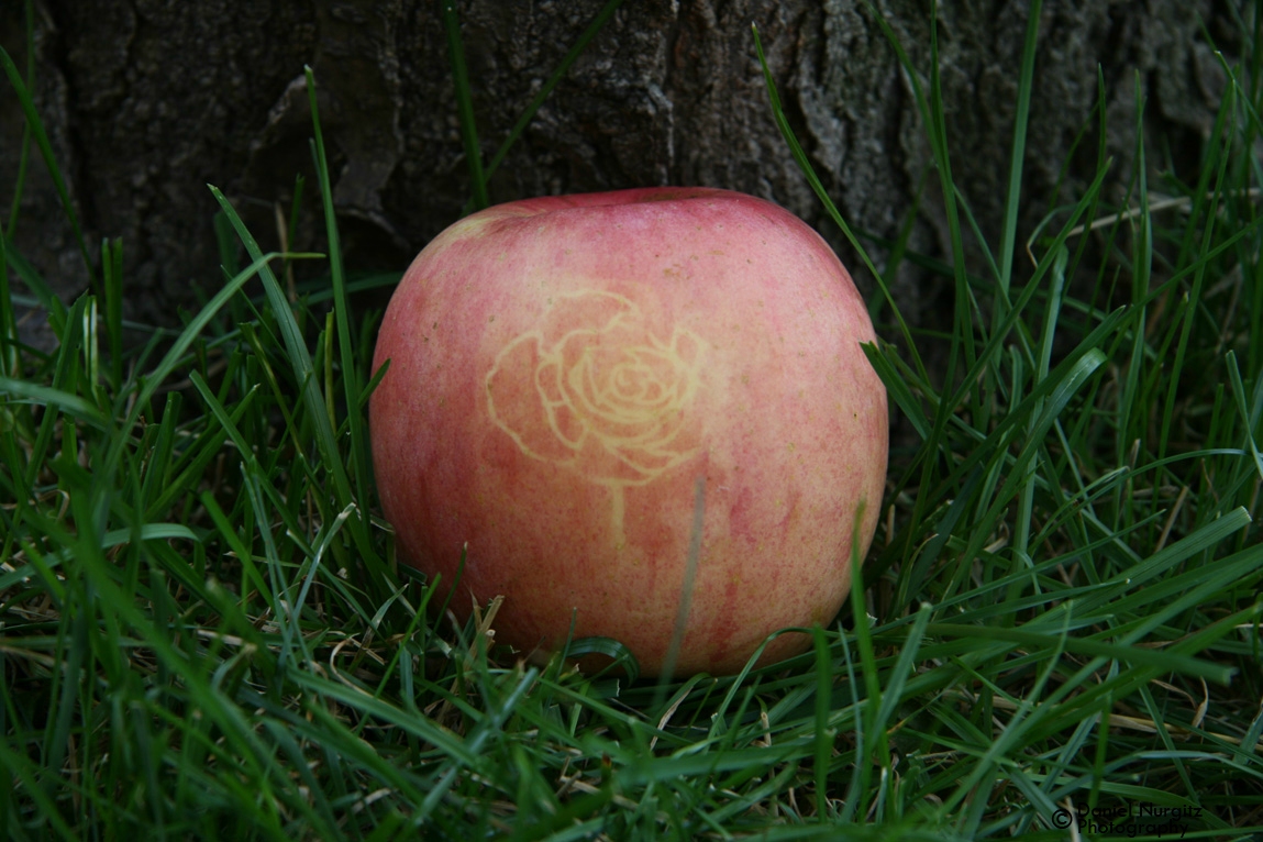 Apple art - I came across an apple with the image of a rose on it