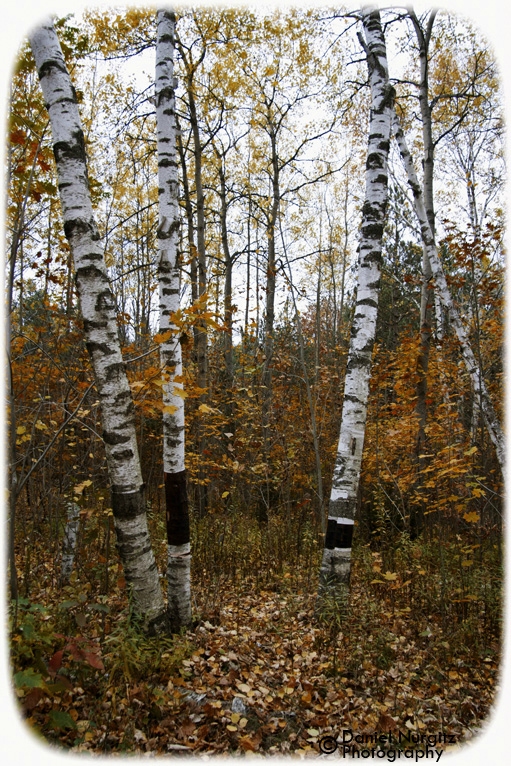 Birch trees stand out in the forest