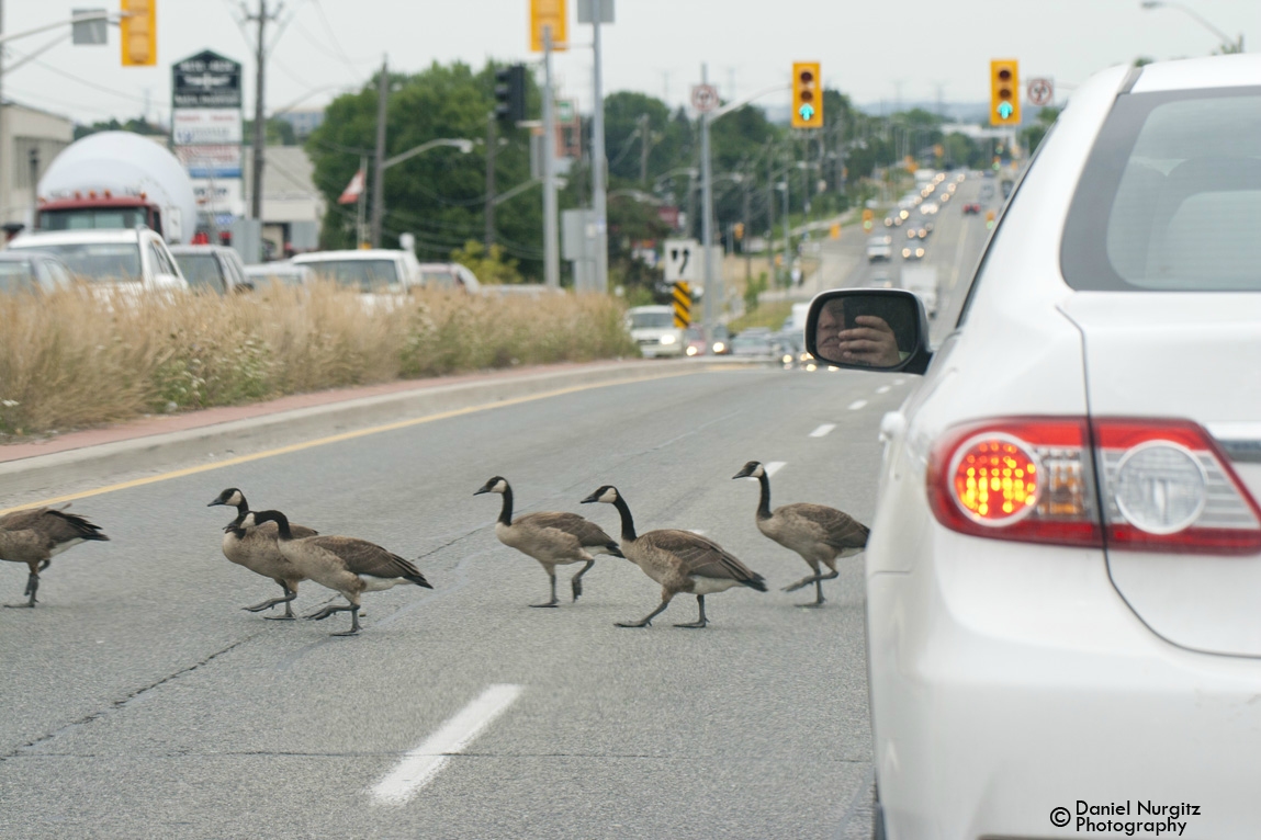 Geese brazenly cross a major Toronto road