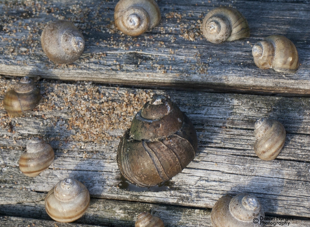 Circle of shells