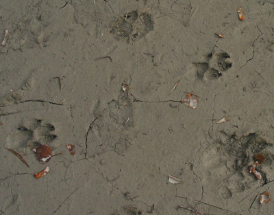 Feline footprints in the 

soft clay