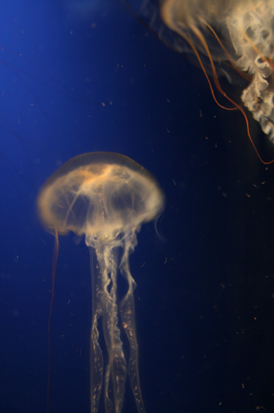 Jellyfish at the Aquarium of

 the Pacific