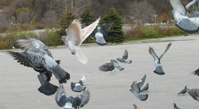 Parking lot pigeons