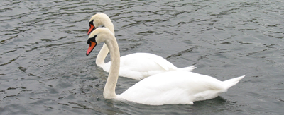 A matching pair of swans