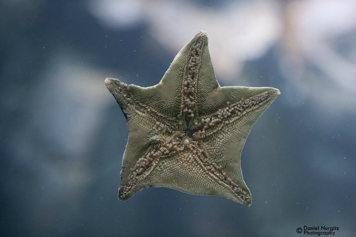 Starfish