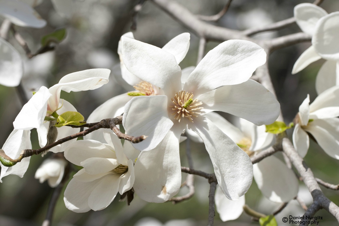 Apple blossoms