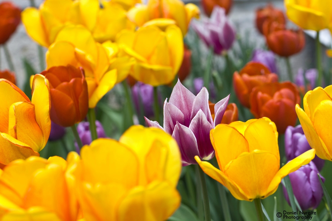 Tulip garden at Queen's Park Circle