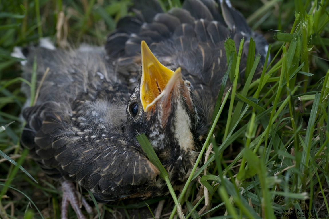 Baby robin  -watch out, it looks hungry!