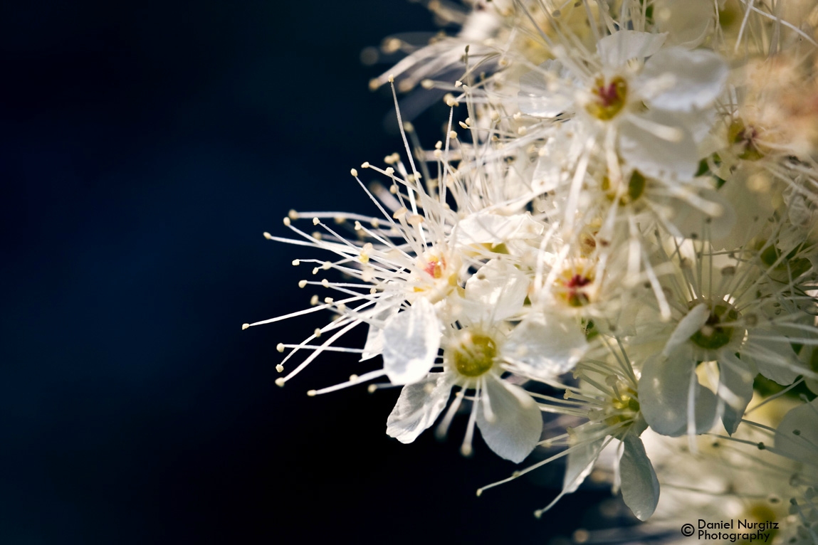 A burst of White flowers