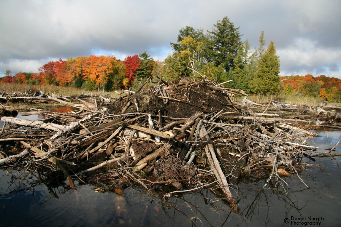 Beaver lodge