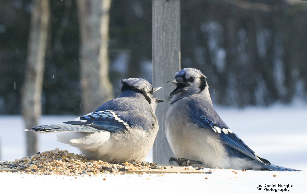 Bluejays fighting over seeds