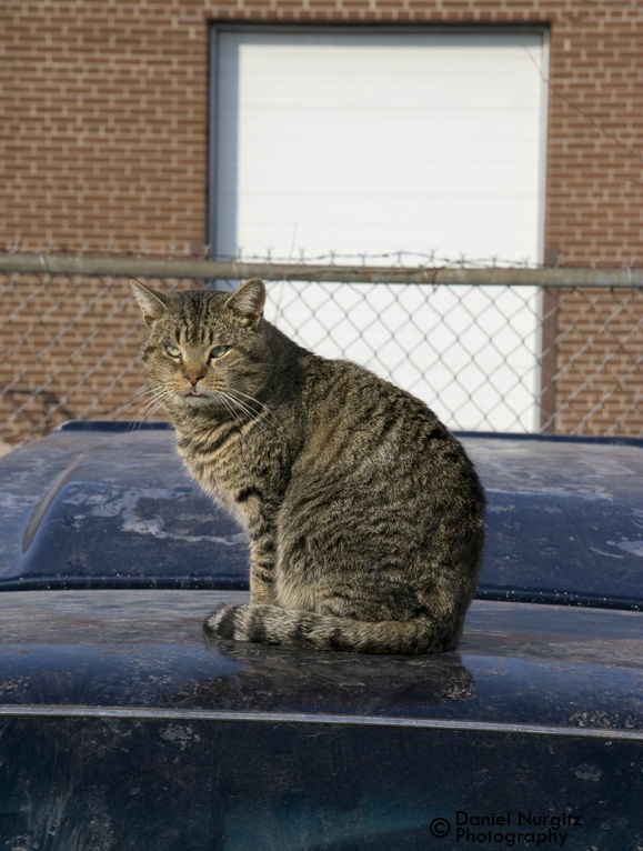 Tough old, street cat