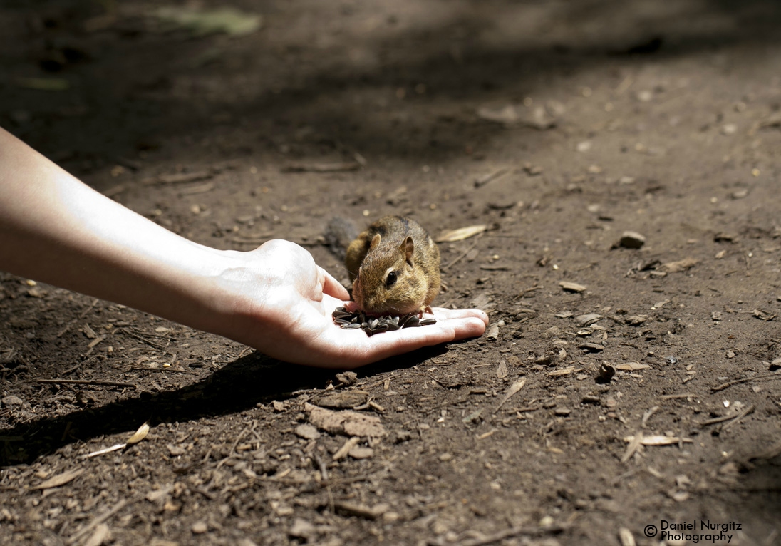 Feeding the chipmunks