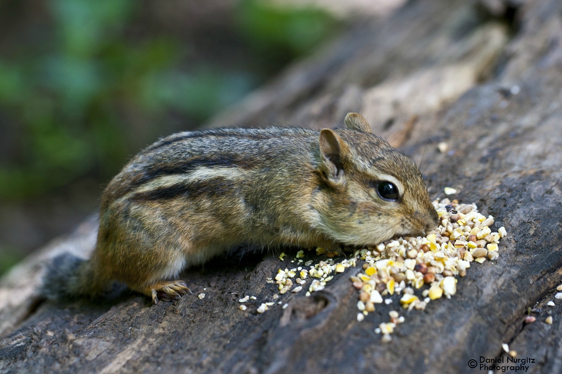 Chipmunk on the hunt for seeds