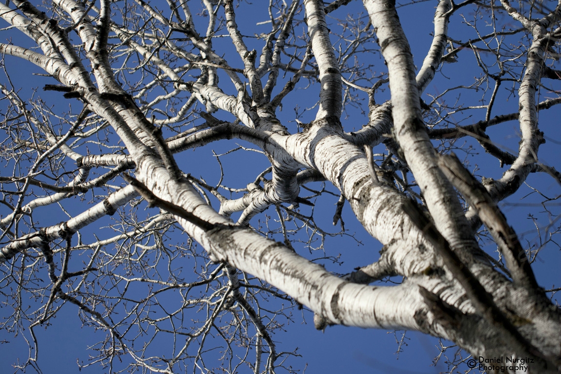 Bare Birch in Winter