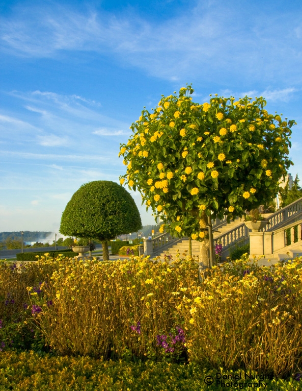 Bright, colourful trees