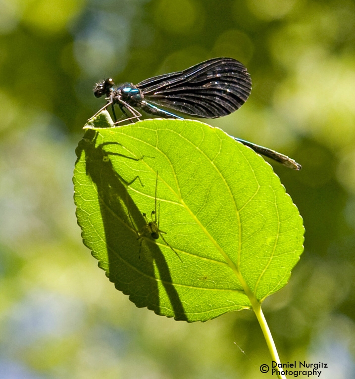 Dragonfly vs the Spider