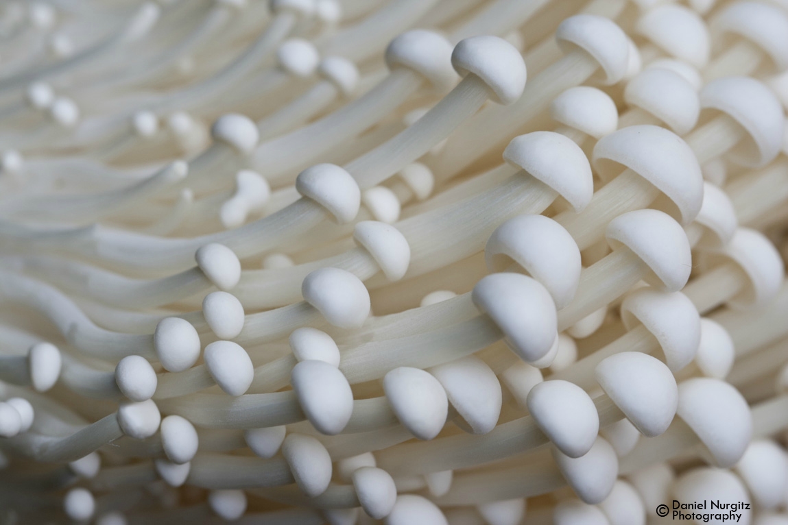 A burst of Enoki Mushrooms