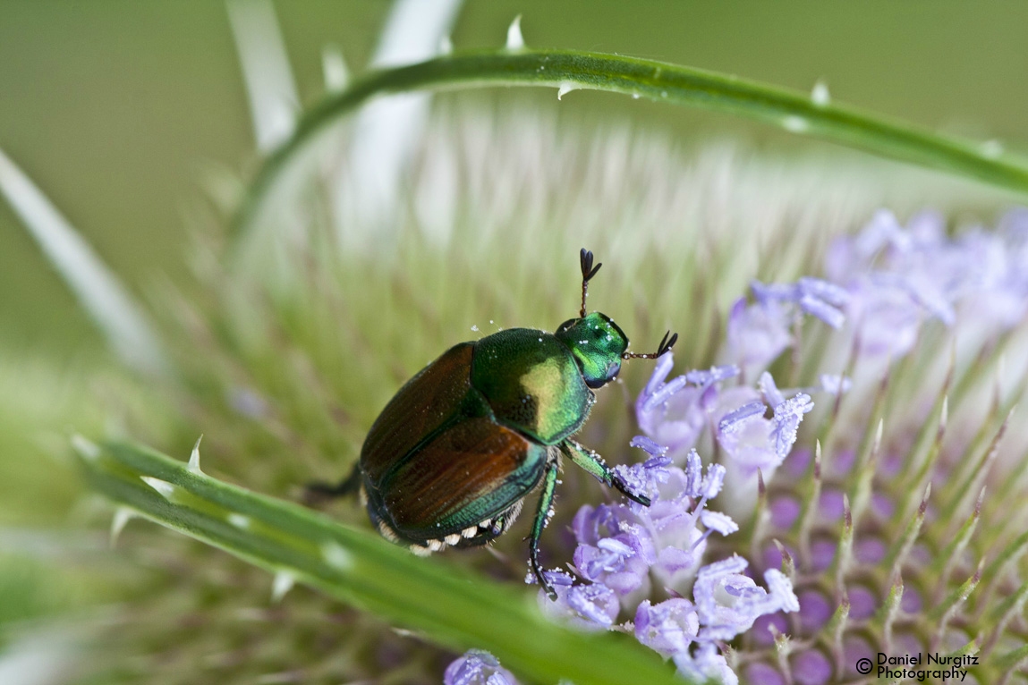 Japanese Beetle on a Teasel flower