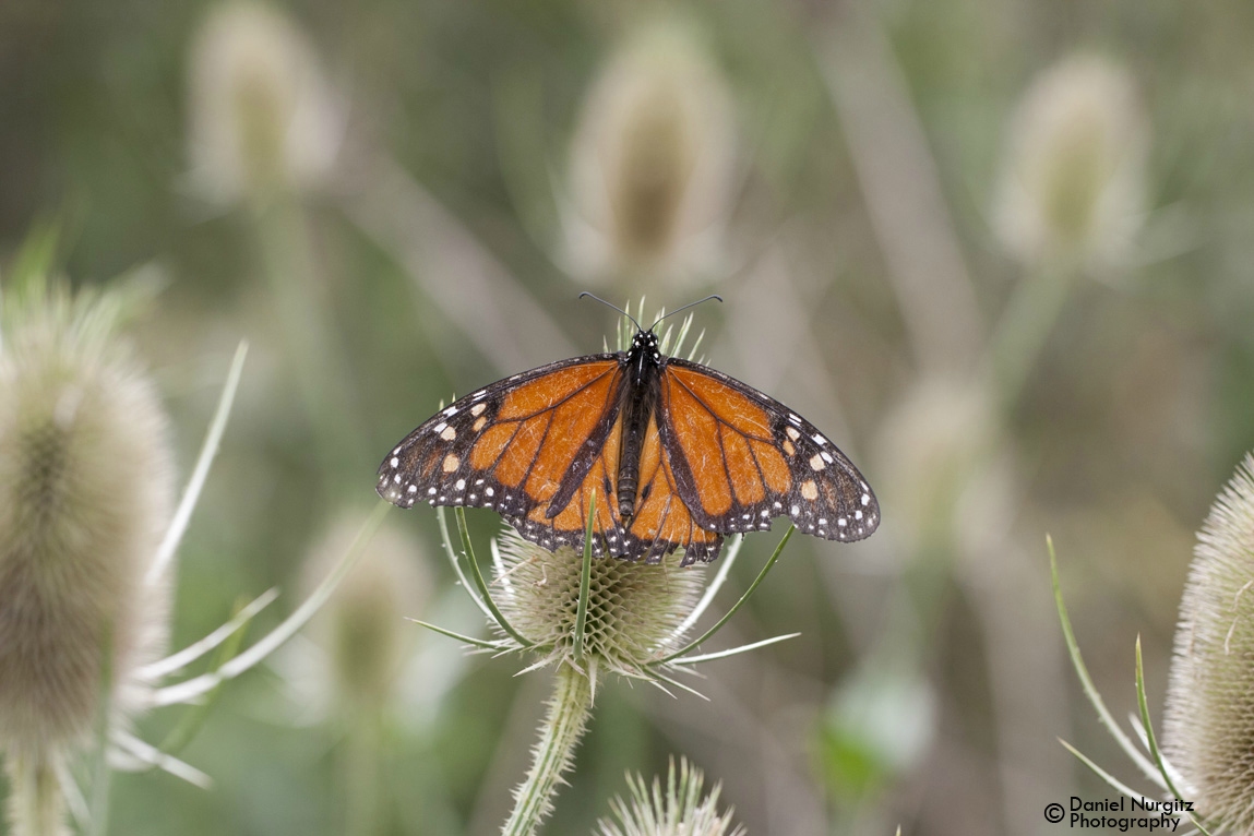 Monarch Buttlerfly