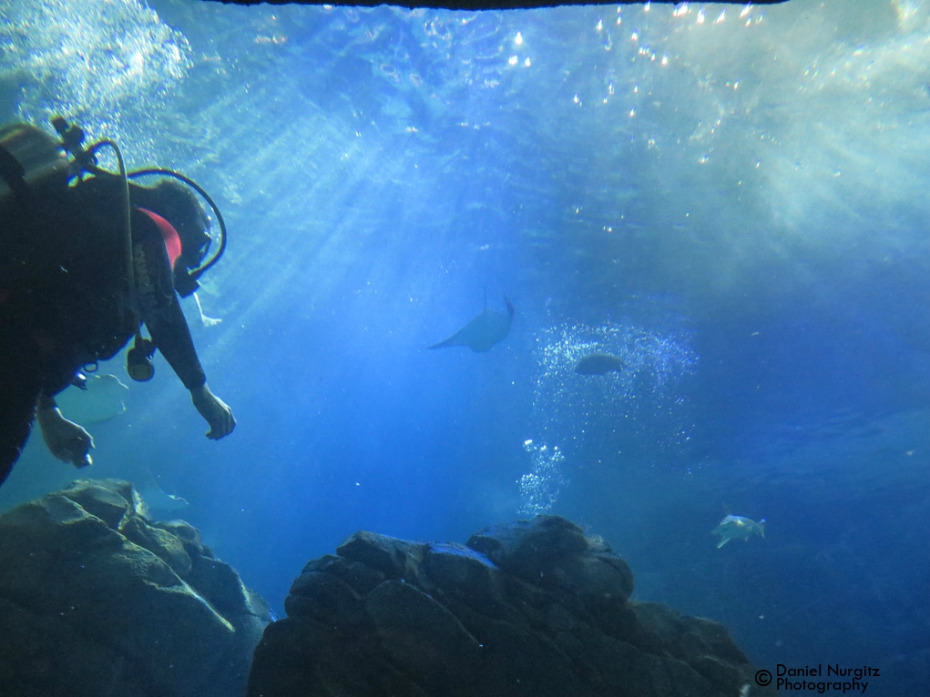 Diving with the rays and sharks