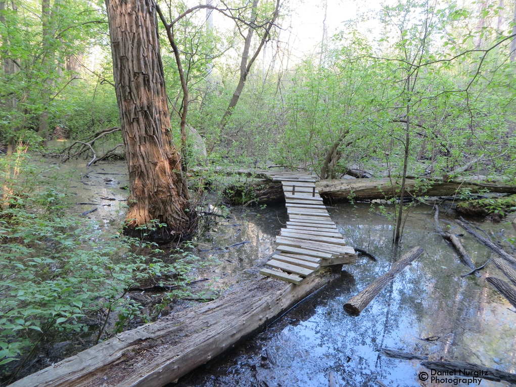 Shrek's Swamp--Hinder Property in Spring, Toronto