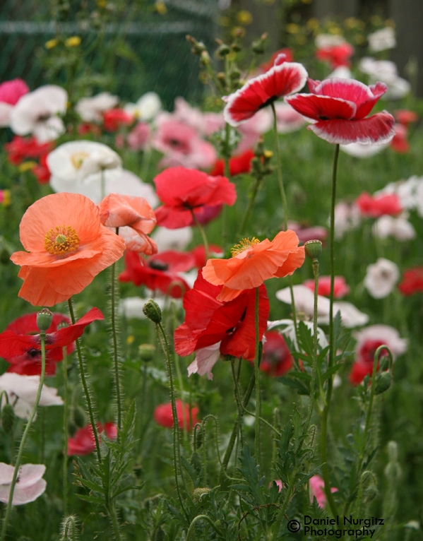 A riot of Poppies