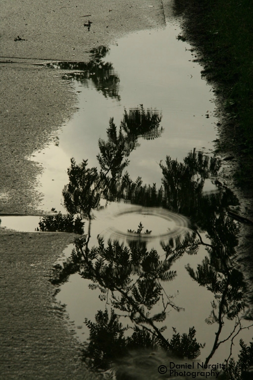 Gazing deeply into the puddle