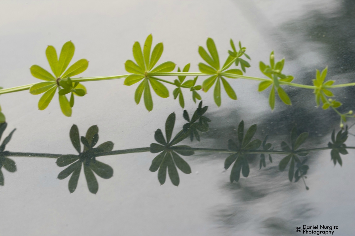 Reflections of a simple plant on a car hood