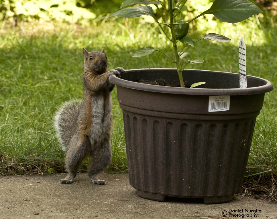 Curious squirrel