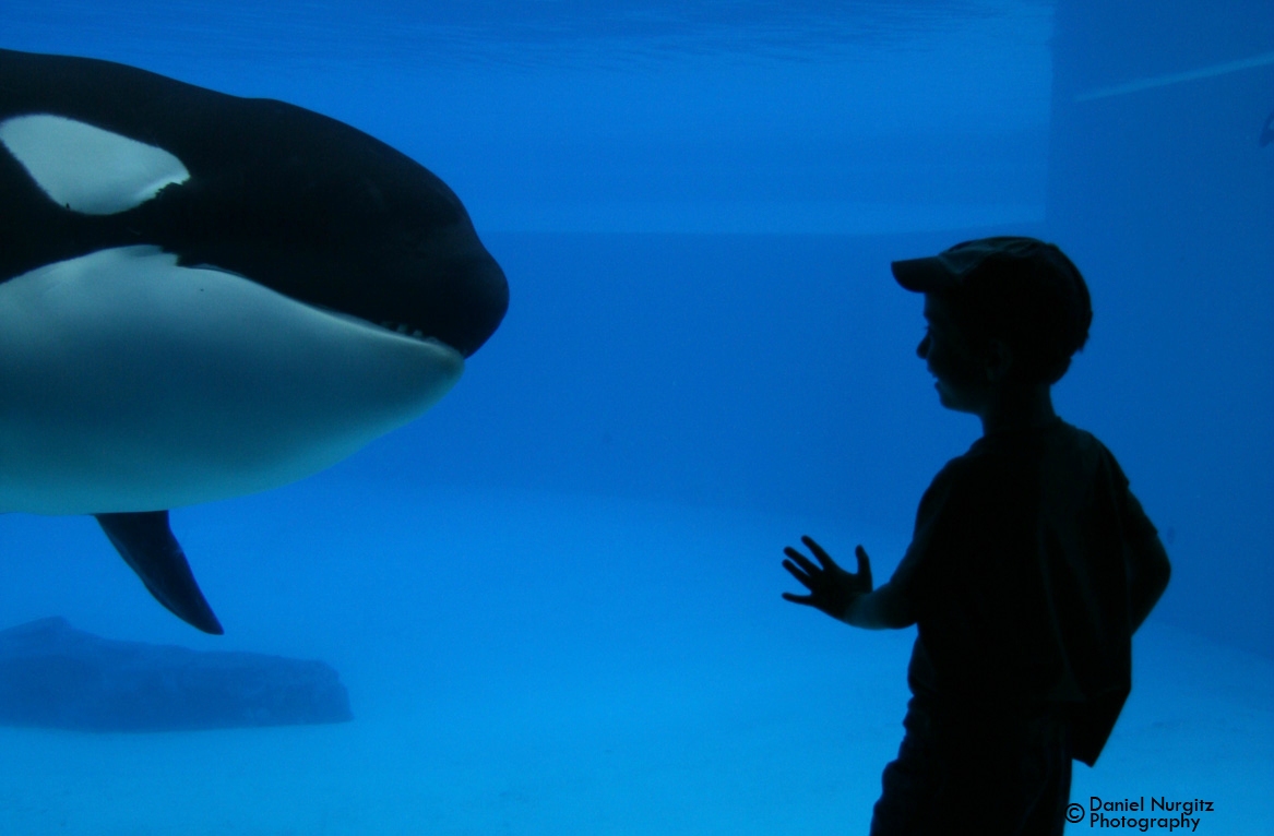 Orca sees boy