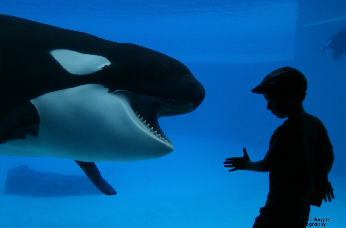 Orca sees dinner