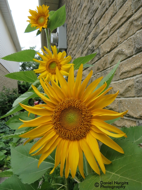 Sunflowers