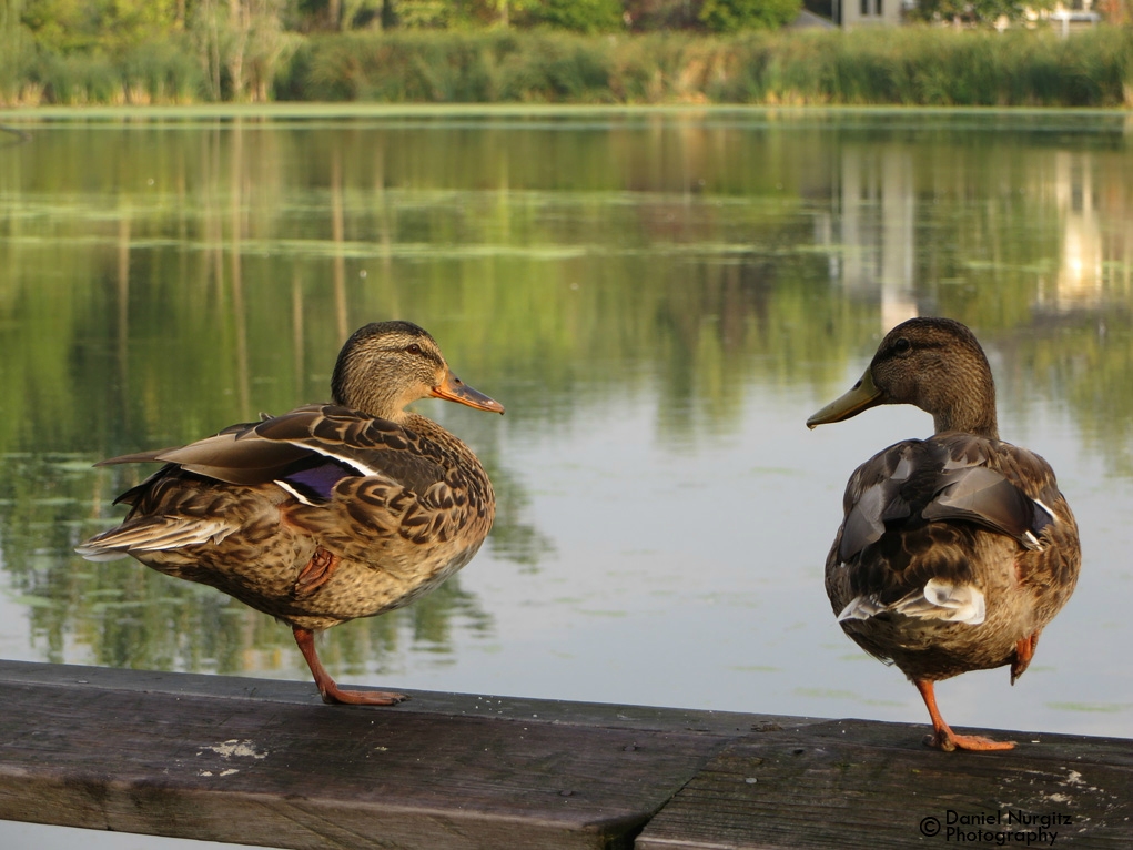 Trick ducks? Birds of a feather...