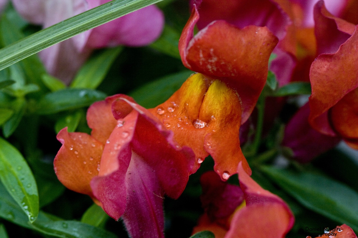 Vibrant flowers