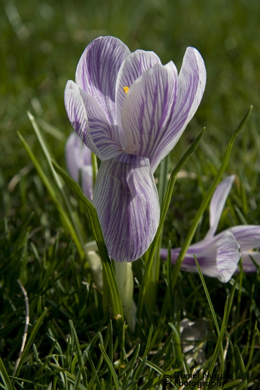 Early spring crocus