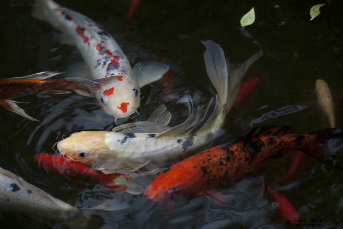 Koi pond