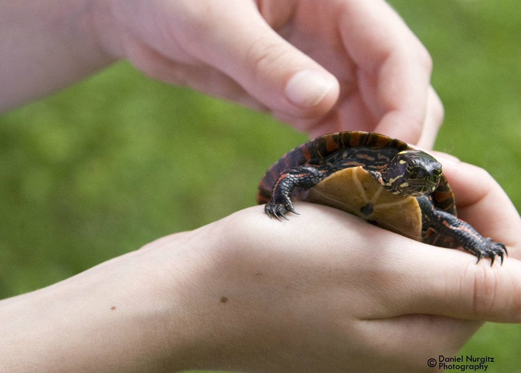 Painted turtle