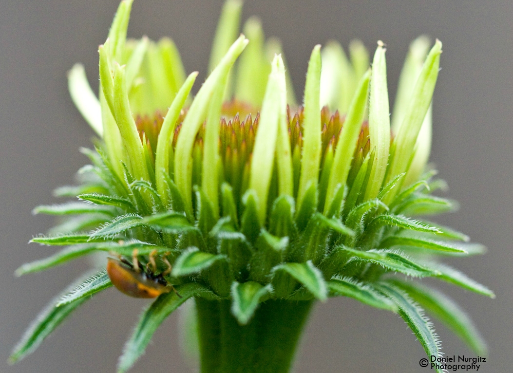 Lady bug tower