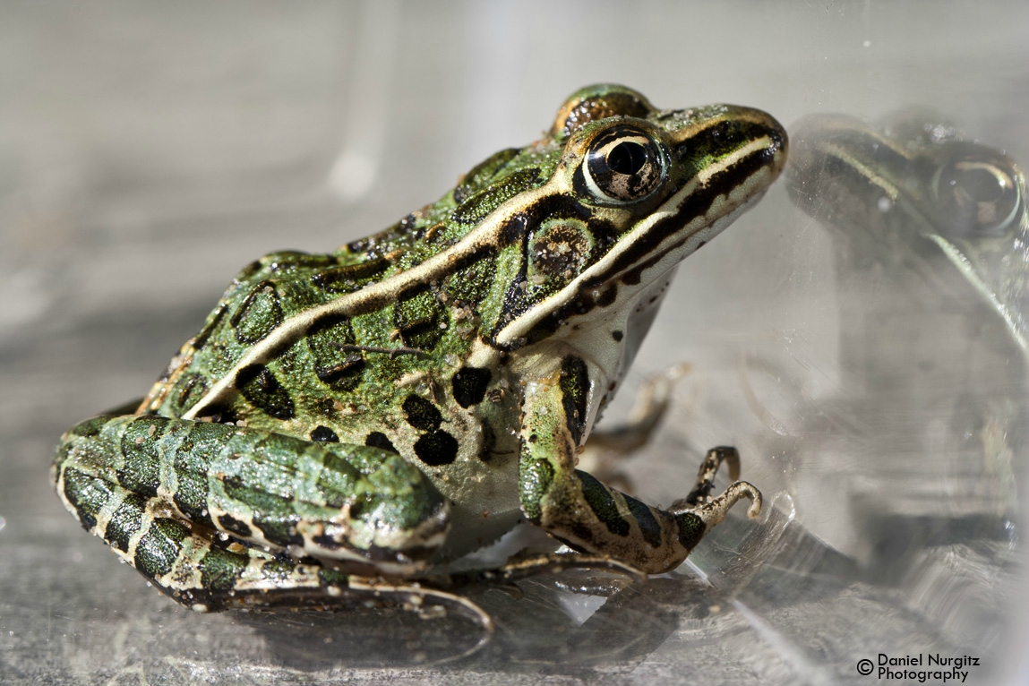 Froggy reflection