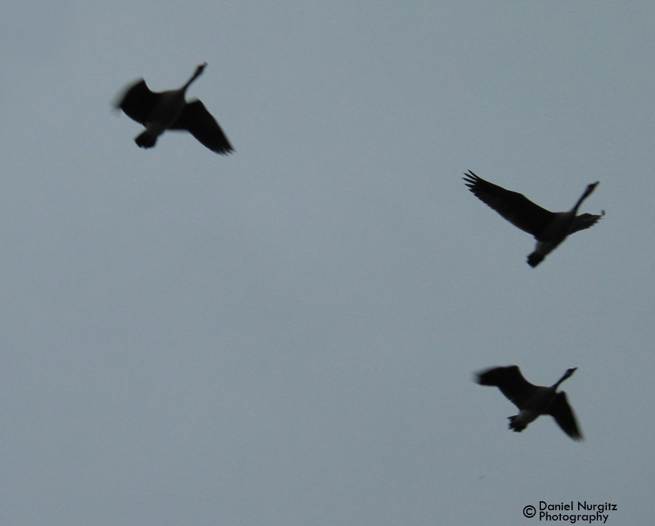 Flying in formation