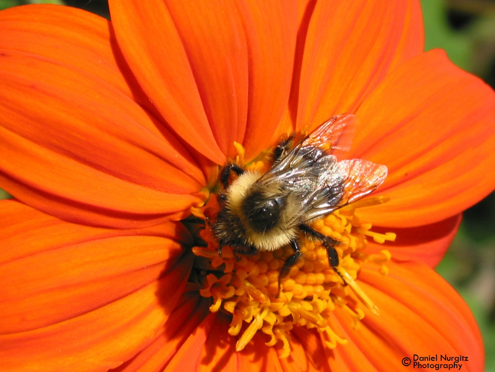 Bumblebee on the job