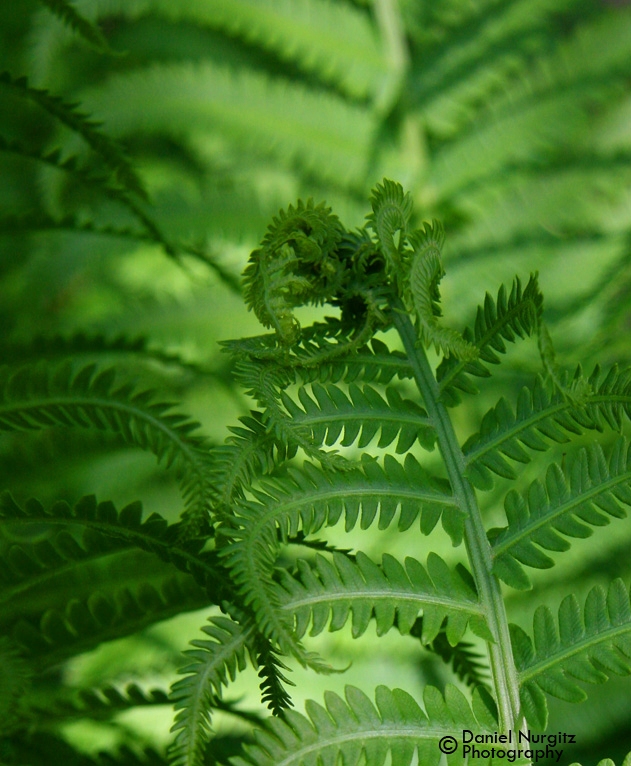 Vibrant Green Ferns