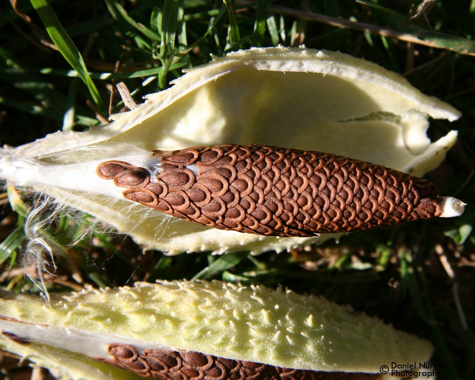 Milkweed pod