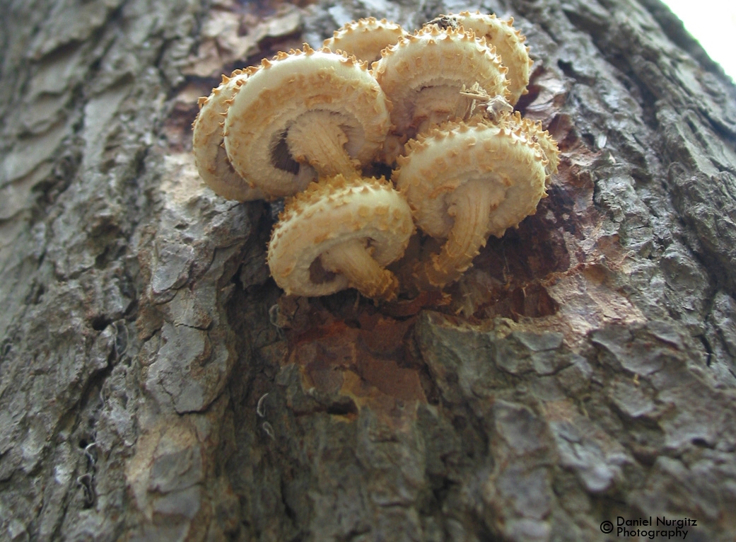 Wild mushrooms