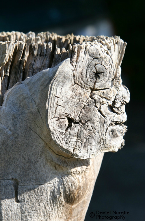 I came across this face in a tree stump...