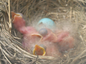 Baby bird